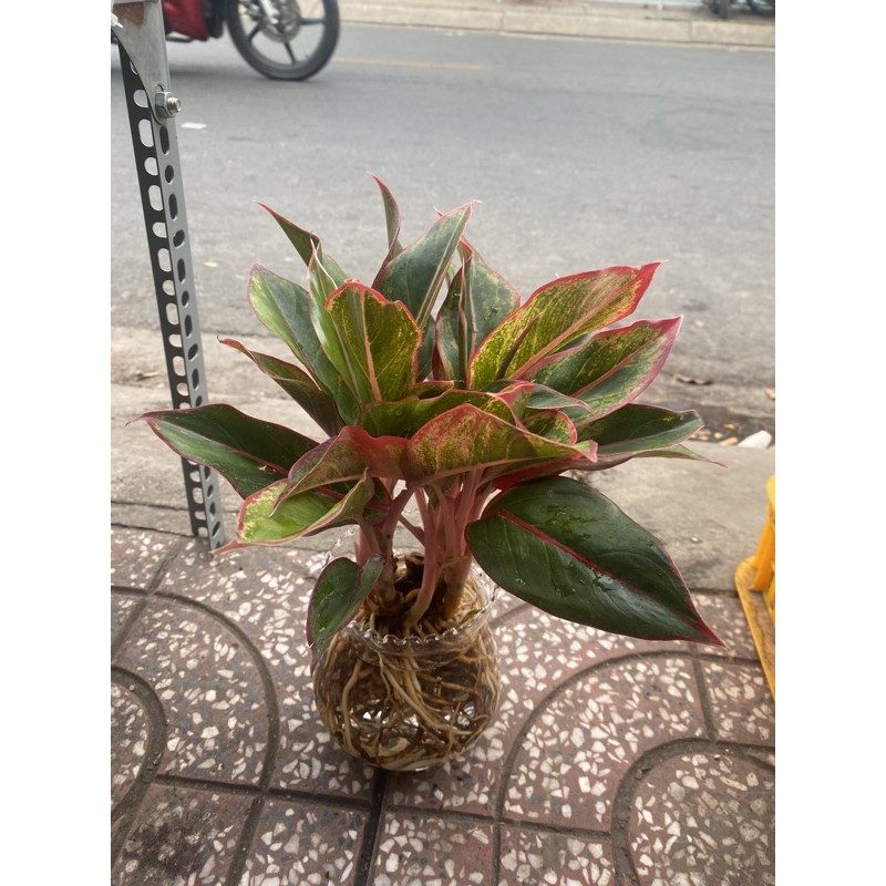 CÂY HỒNG MÔN ĐỎ THUỶ SINH, TRỒNG CHẬU SỨ ĐỂ BÀN
