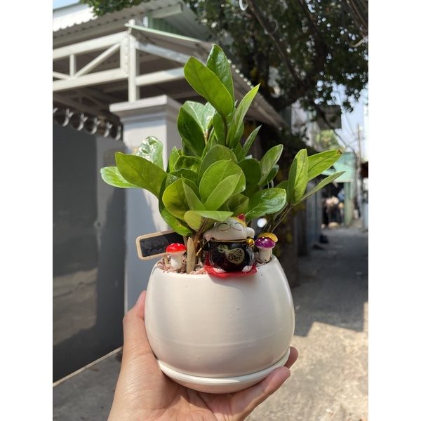 (Hoả tốc) Chậu sứ Kim Tiền Thái - Tặng Sỏi Để Bàn