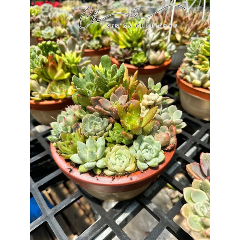 🌸 Chậu sen đá đủ màu sắc, đẹp rực rỡ và bền màu - Sen đá, xương rồng quà tặng