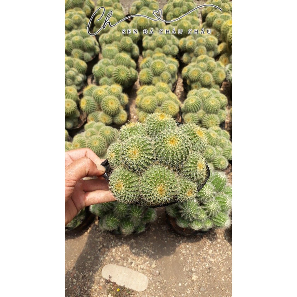 Xương Rồng Kim Hồng Vàng Bụi 13cm