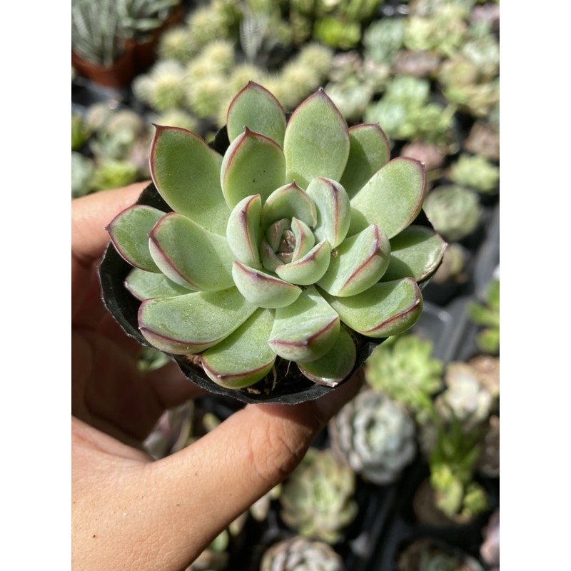 Sen Đá Viền Lửa 5cm