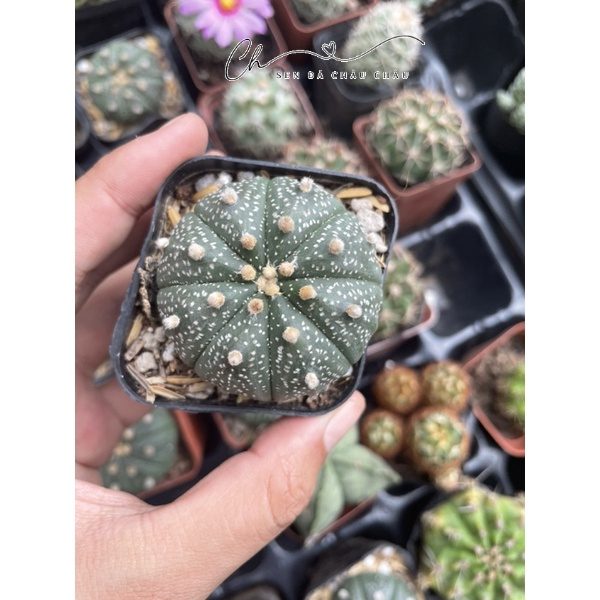 Xương Rồng Aster 3-5cm (Rất dễ có hoa) - Xương Rồng Mini Có Hoa